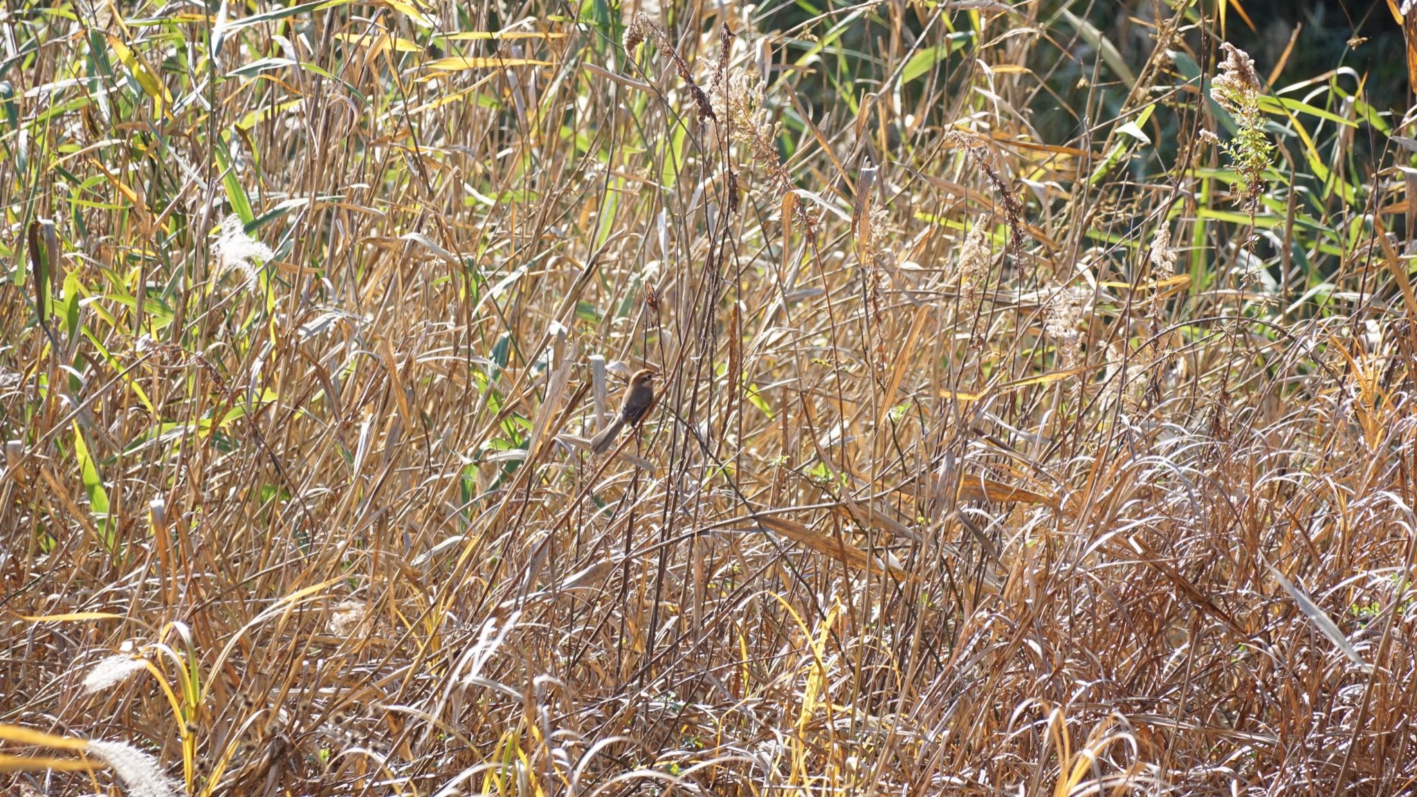 Bull-headed Shrike