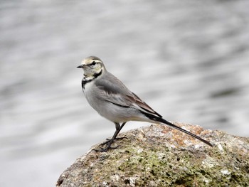 2016年10月13日(木) 葛西臨海公園の野鳥観察記録