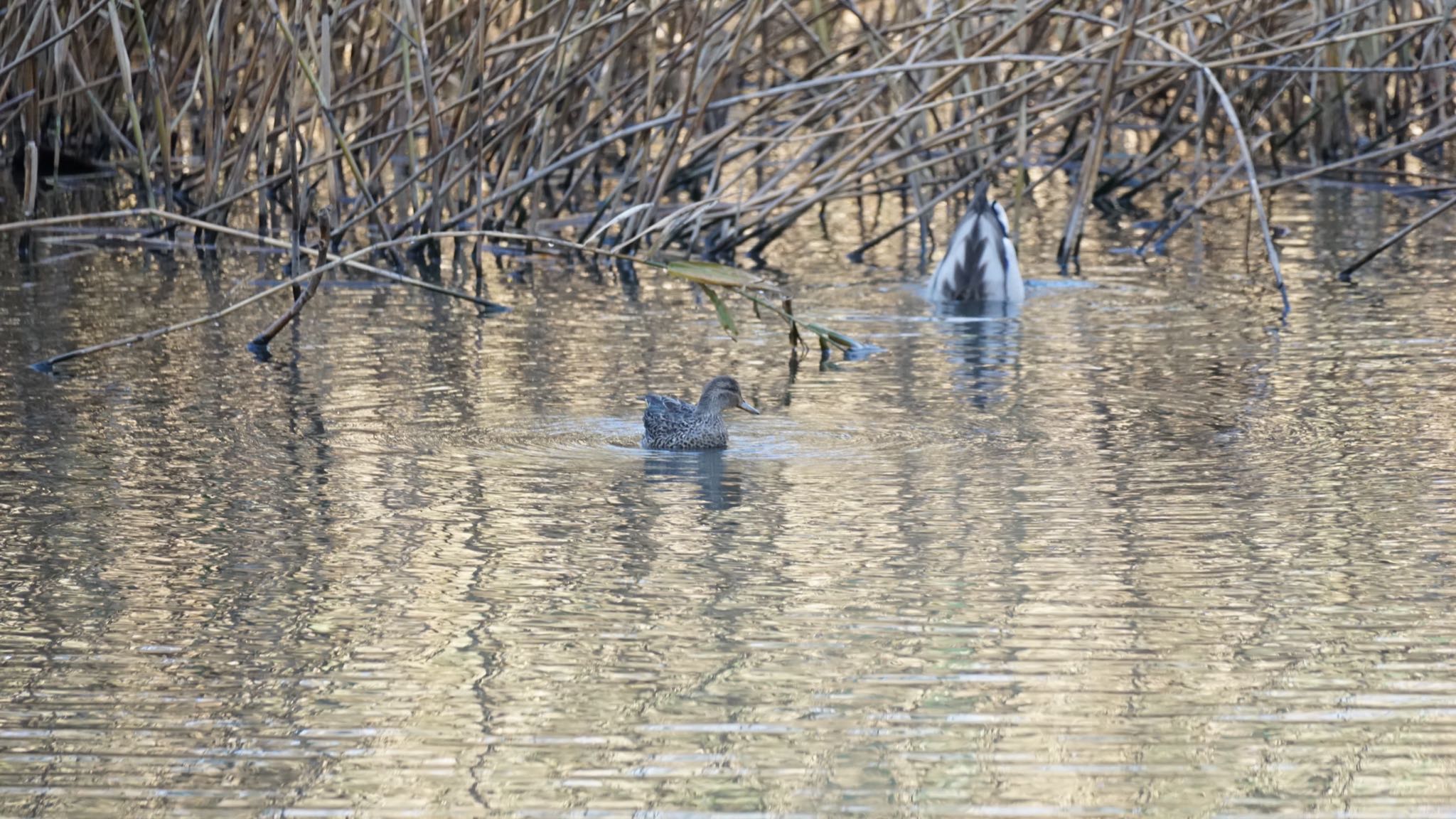 Eurasian Teal