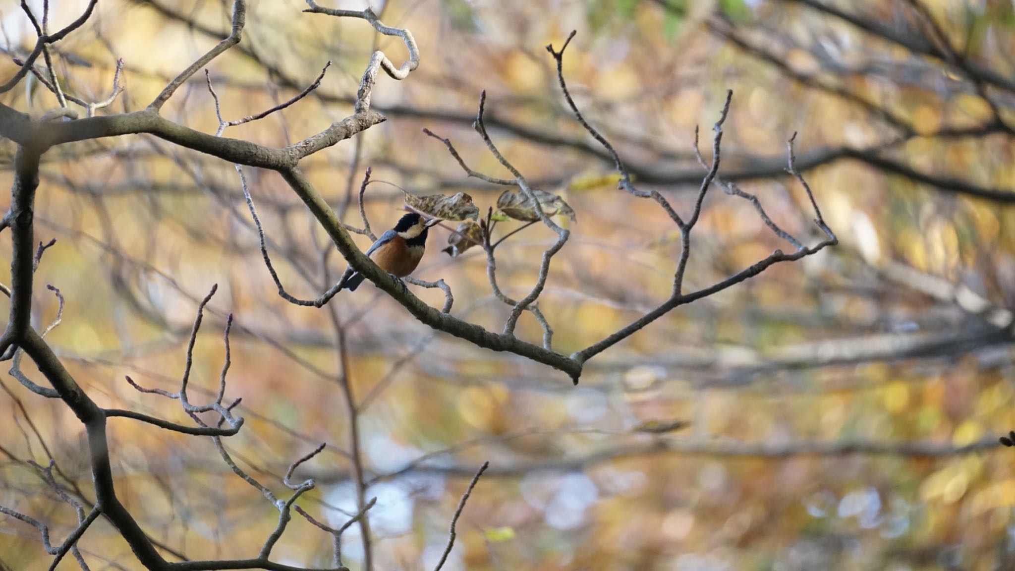 Varied Tit