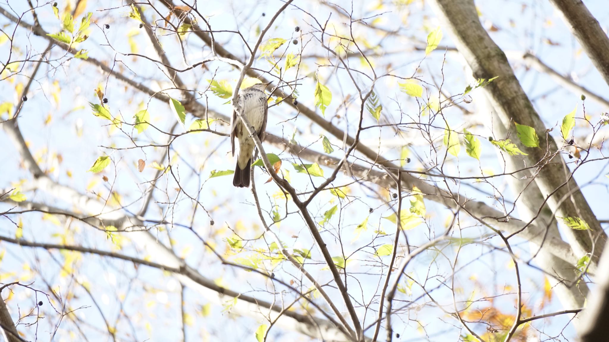 Dusky Thrush