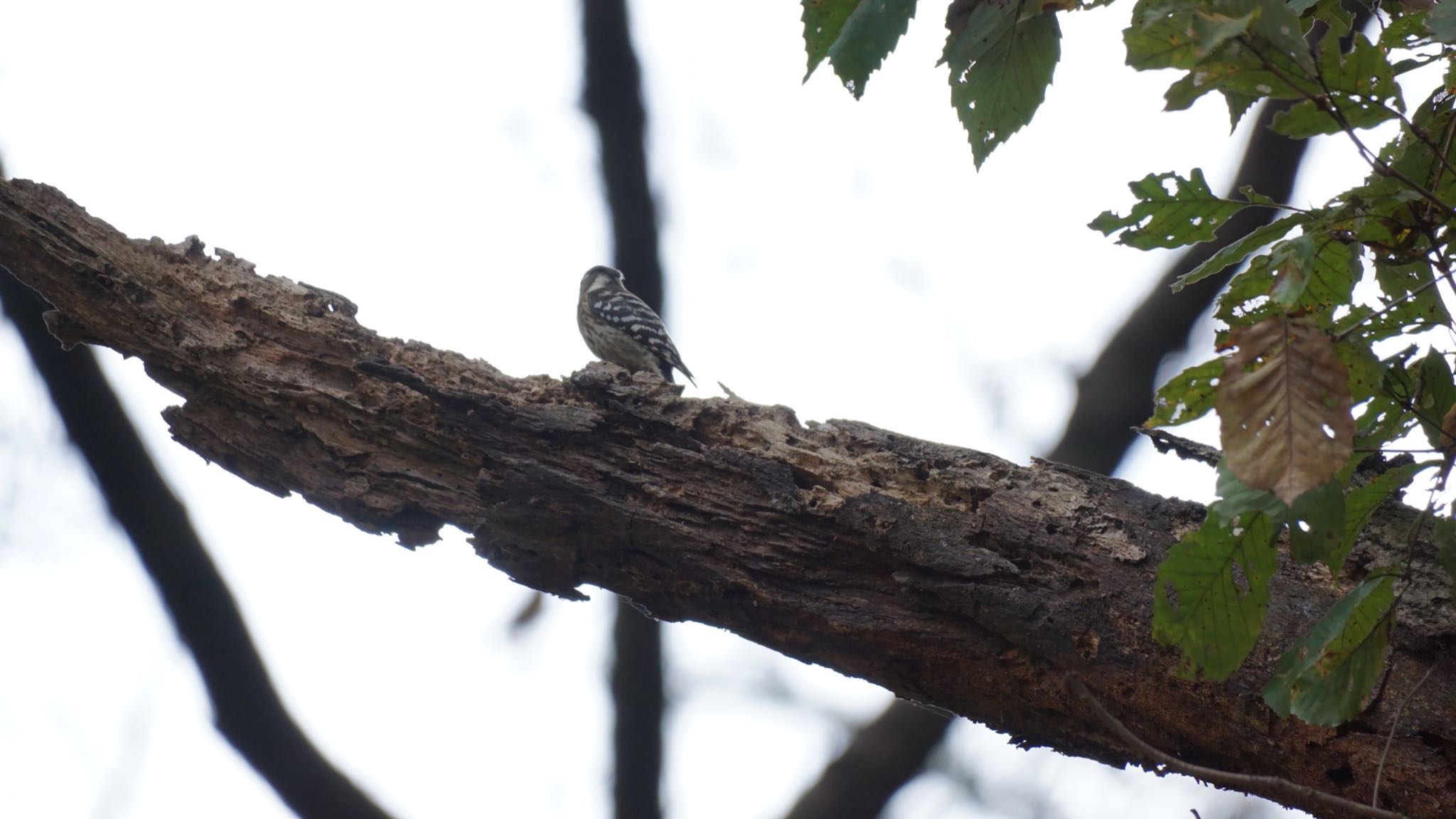 Japanese Pygmy Woodpecker