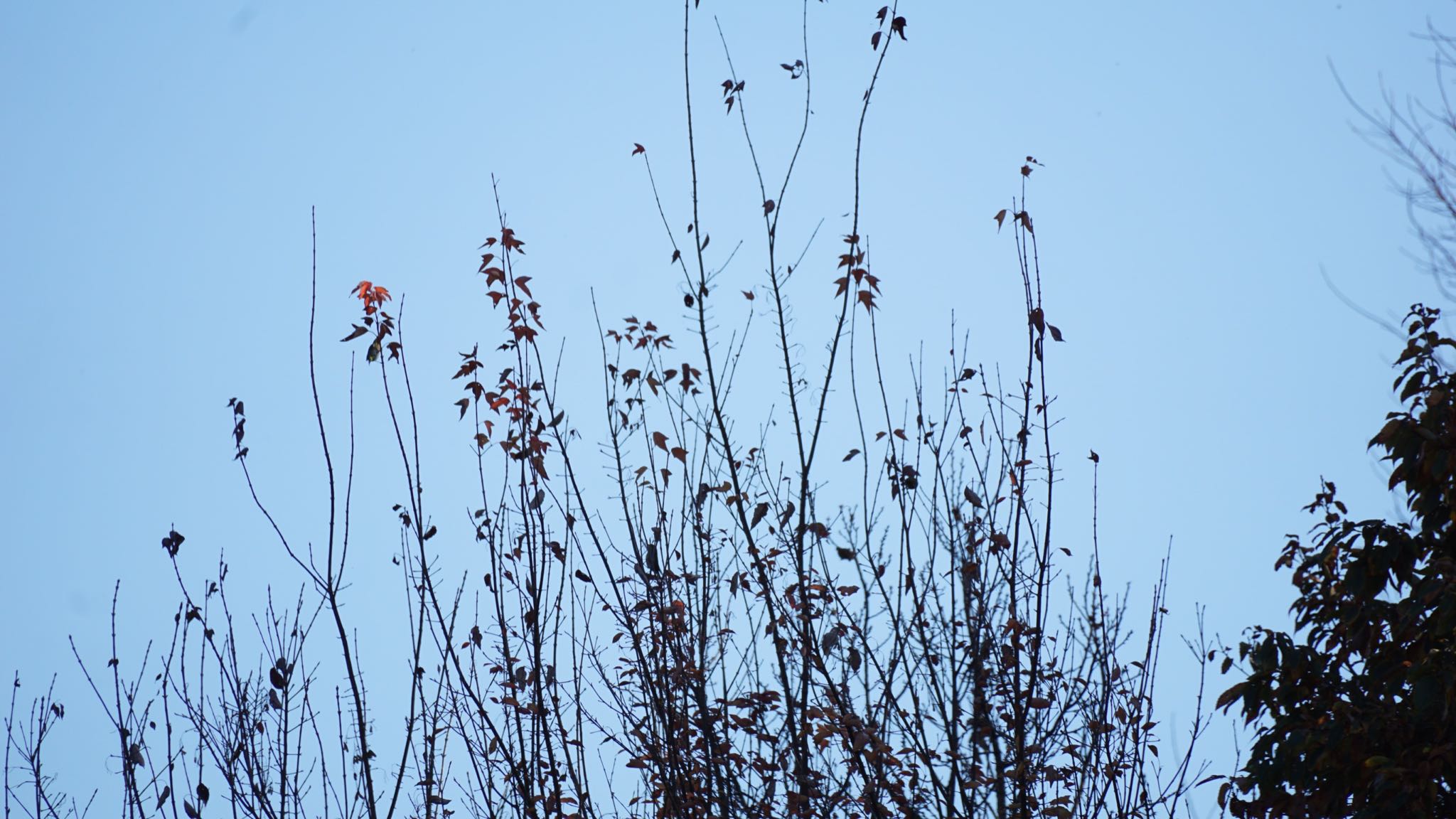 Grey-capped Greenfinch