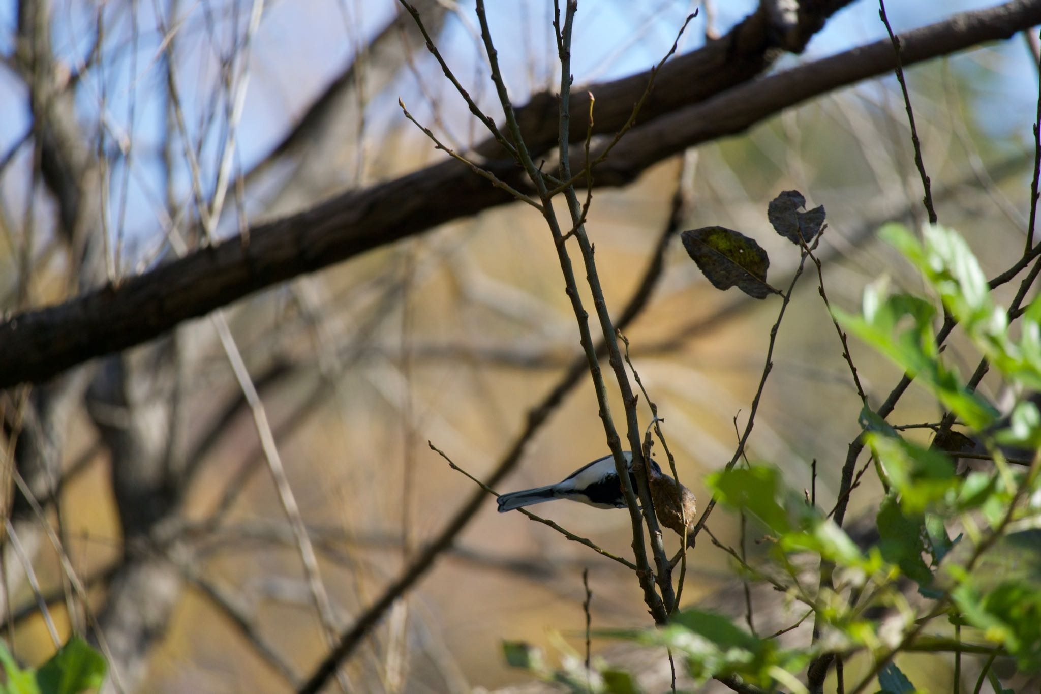 Japanese Tit