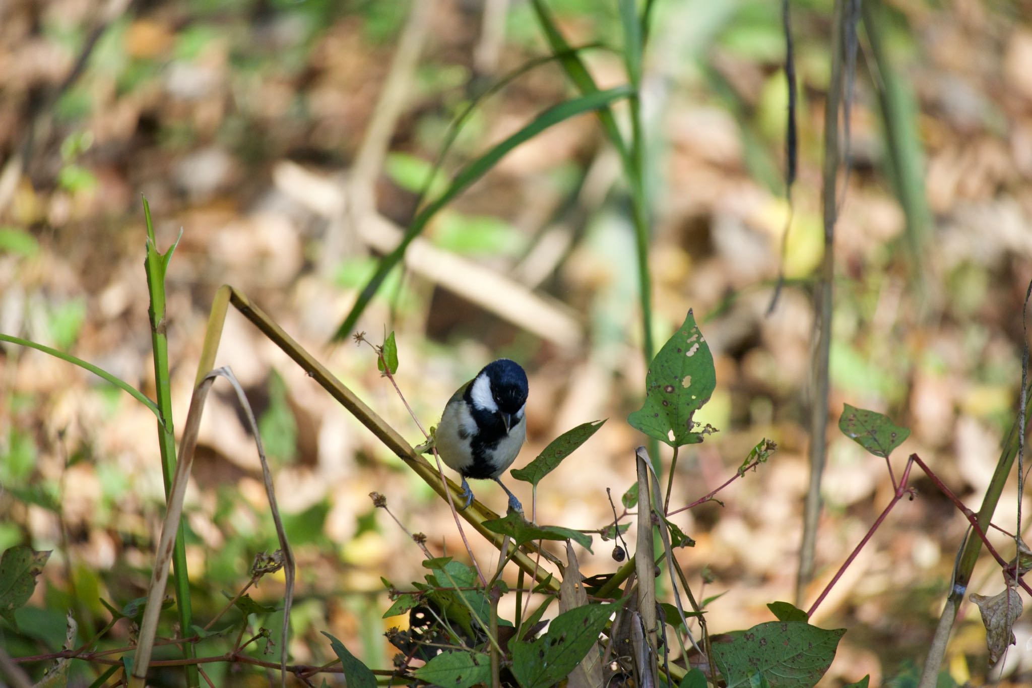 Japanese Tit