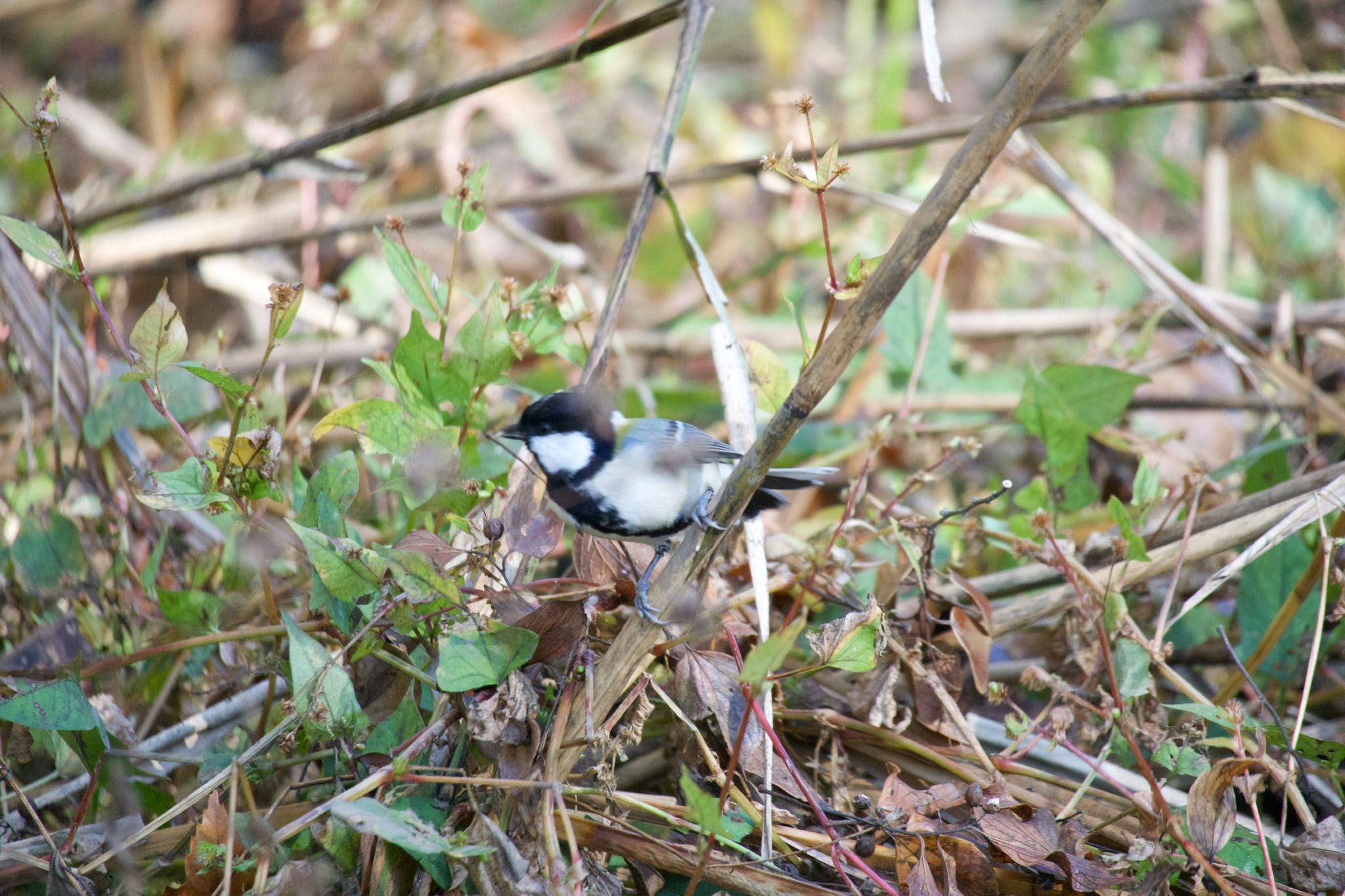 Japanese Tit