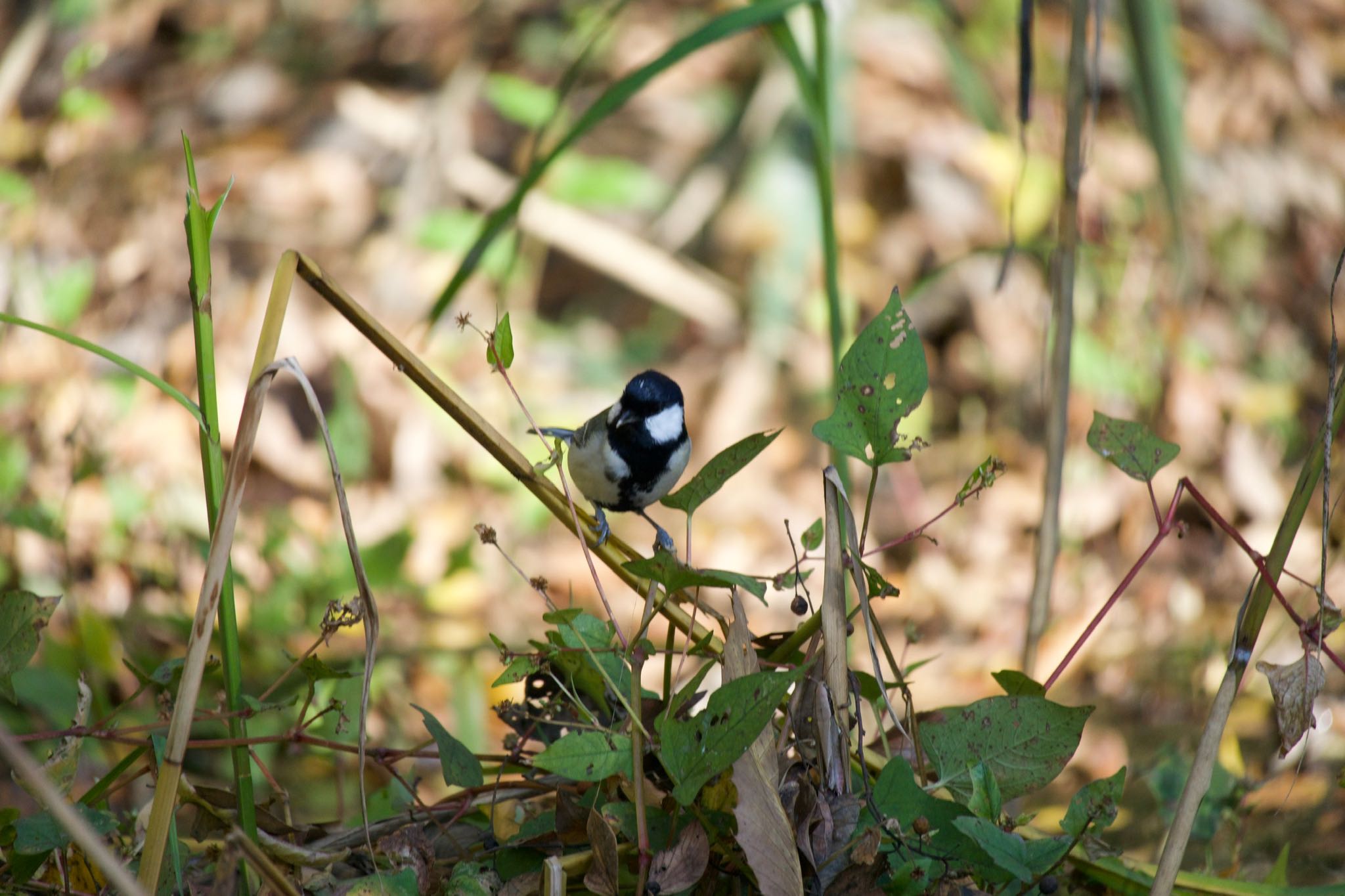 Japanese Tit