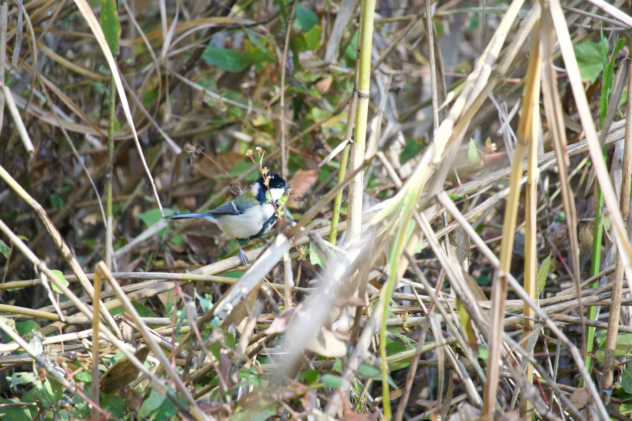 Japanese Tit