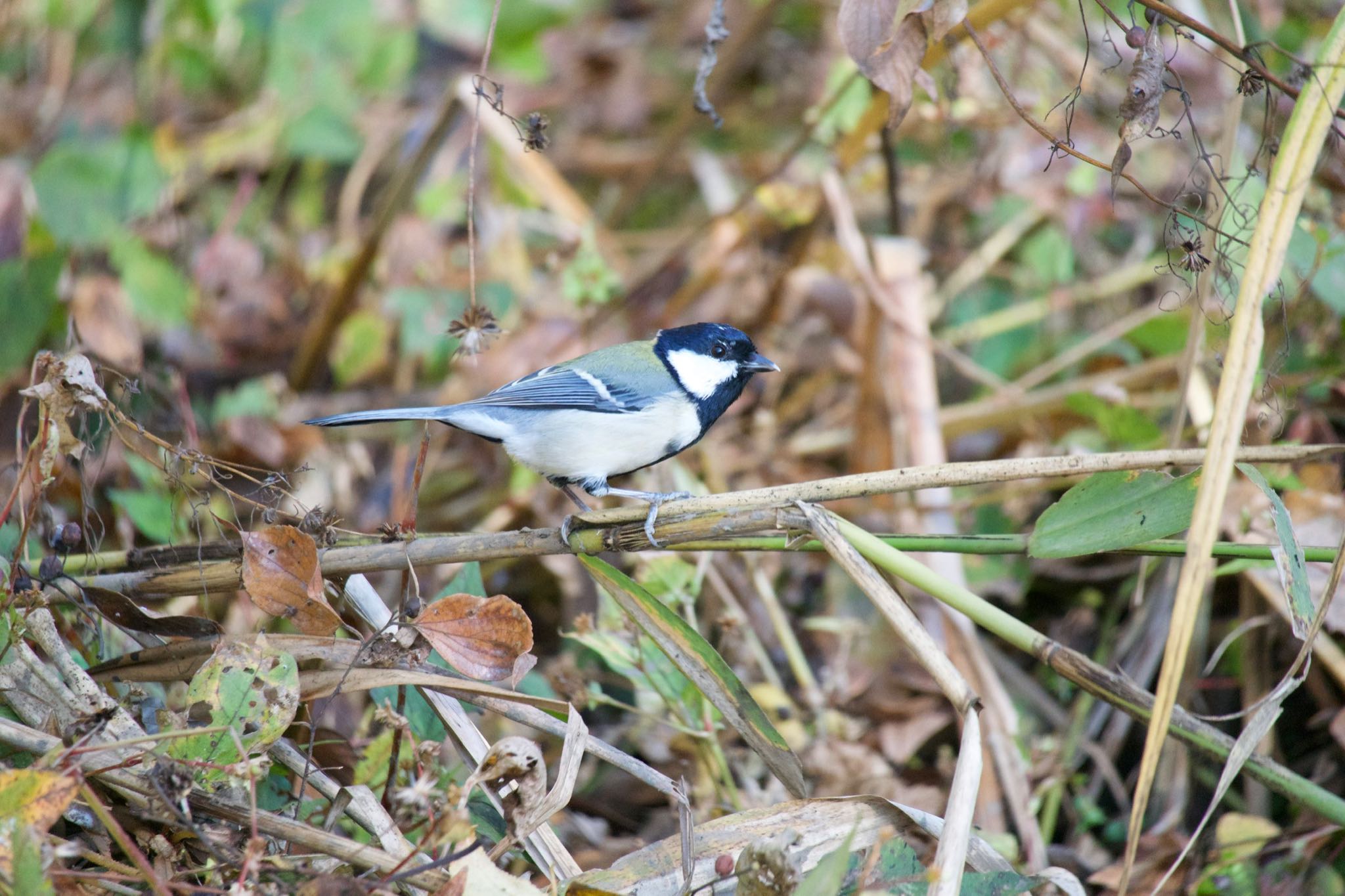 Japanese Tit