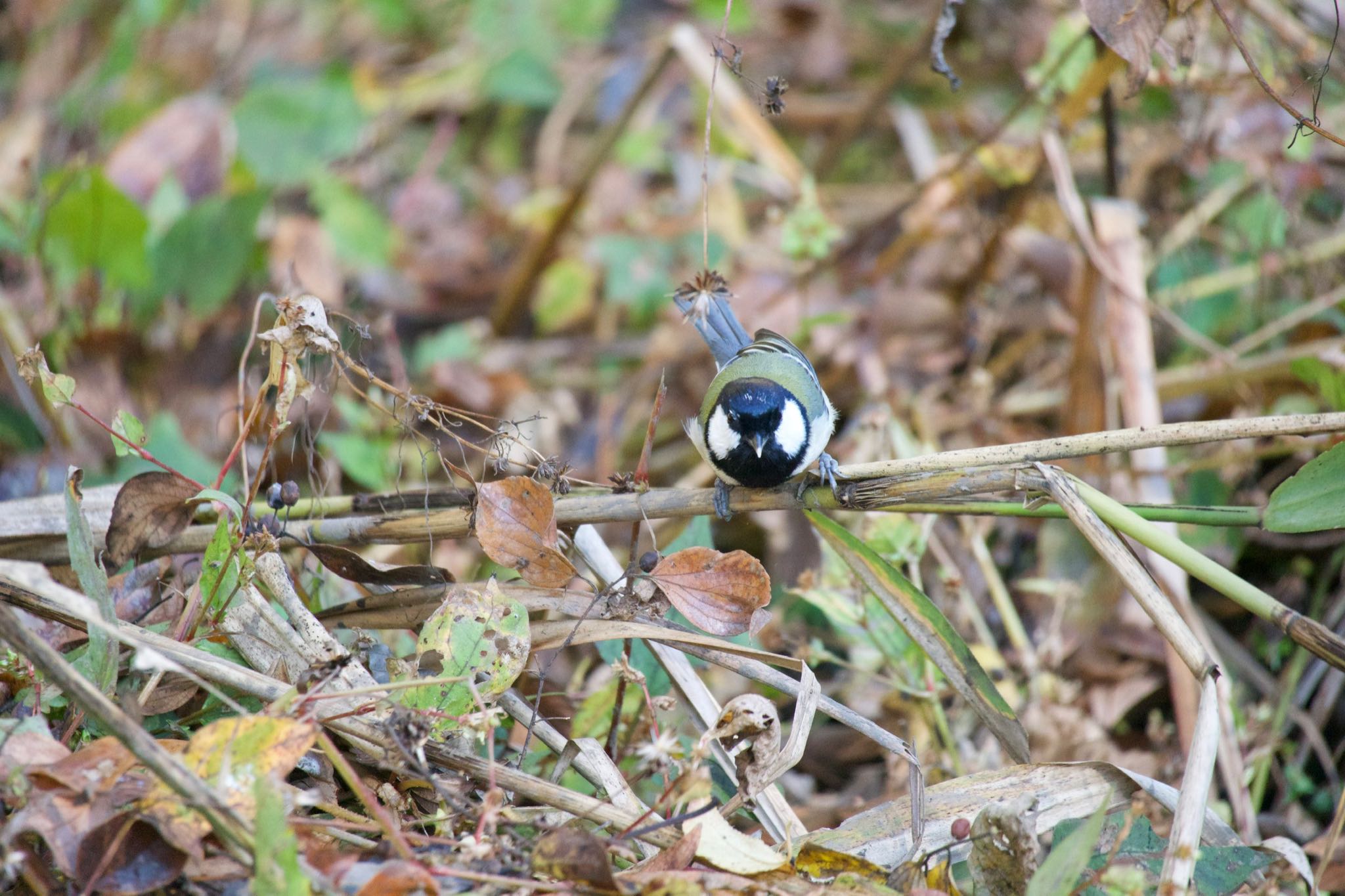 Photo of Japanese Tit at Kitamoto Nature Observation Park by ツピ太郎