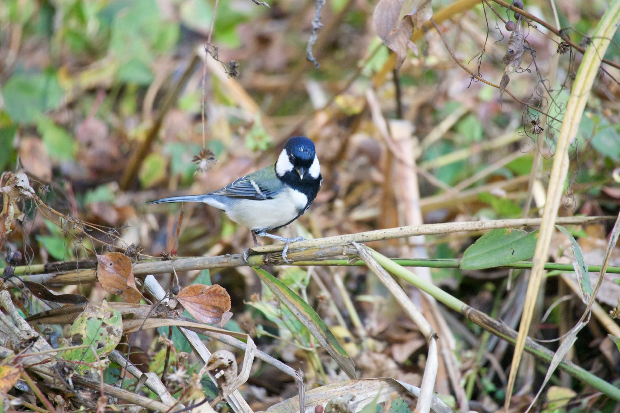 Japanese Tit