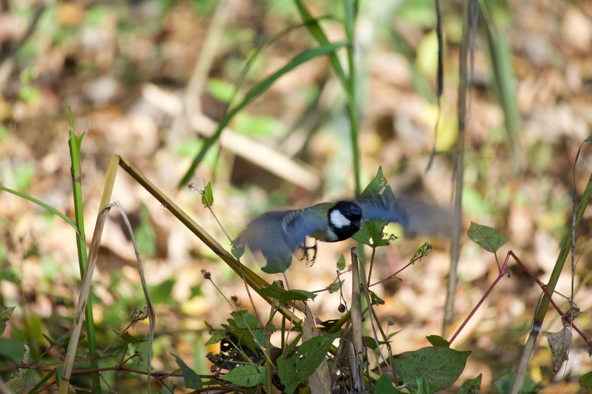 Japanese Tit