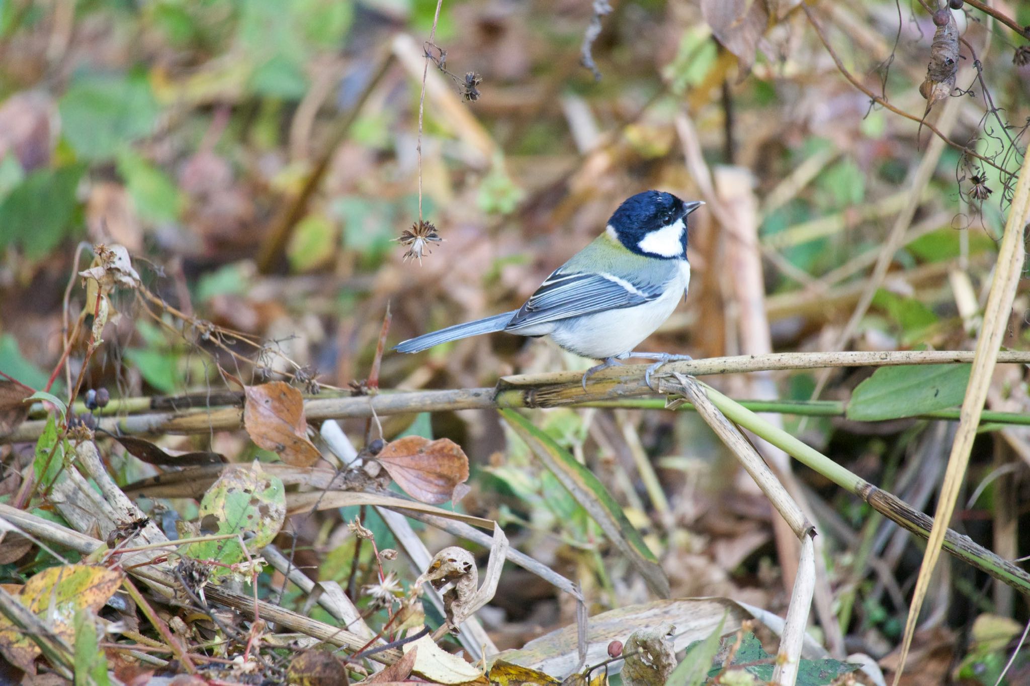 Japanese Tit