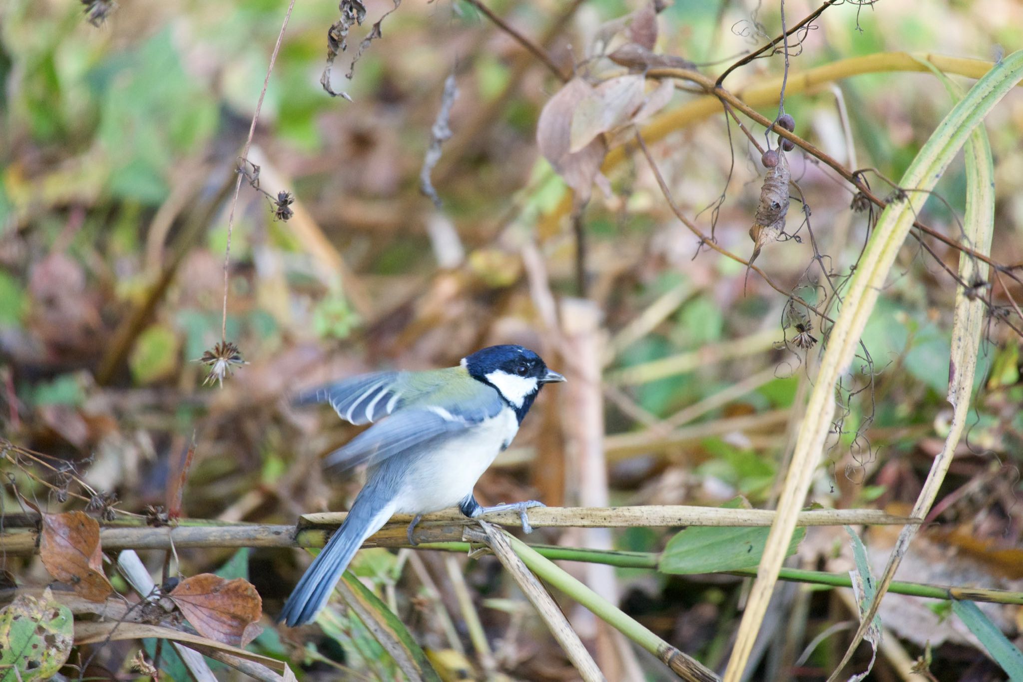 Japanese Tit