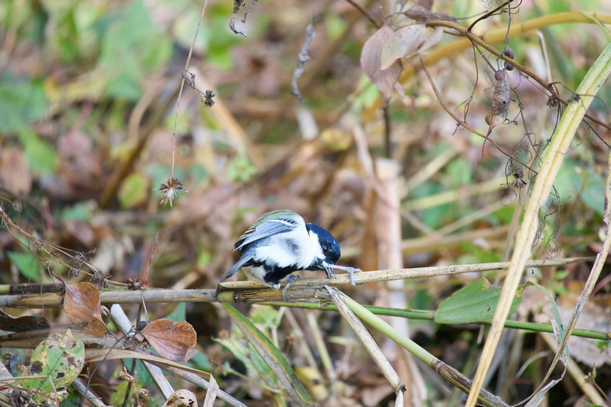 Japanese Tit