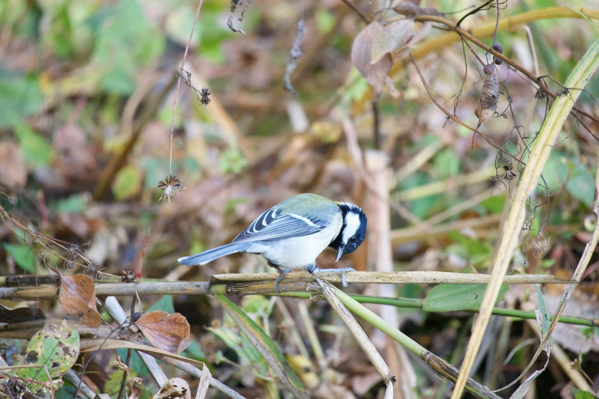 Japanese Tit