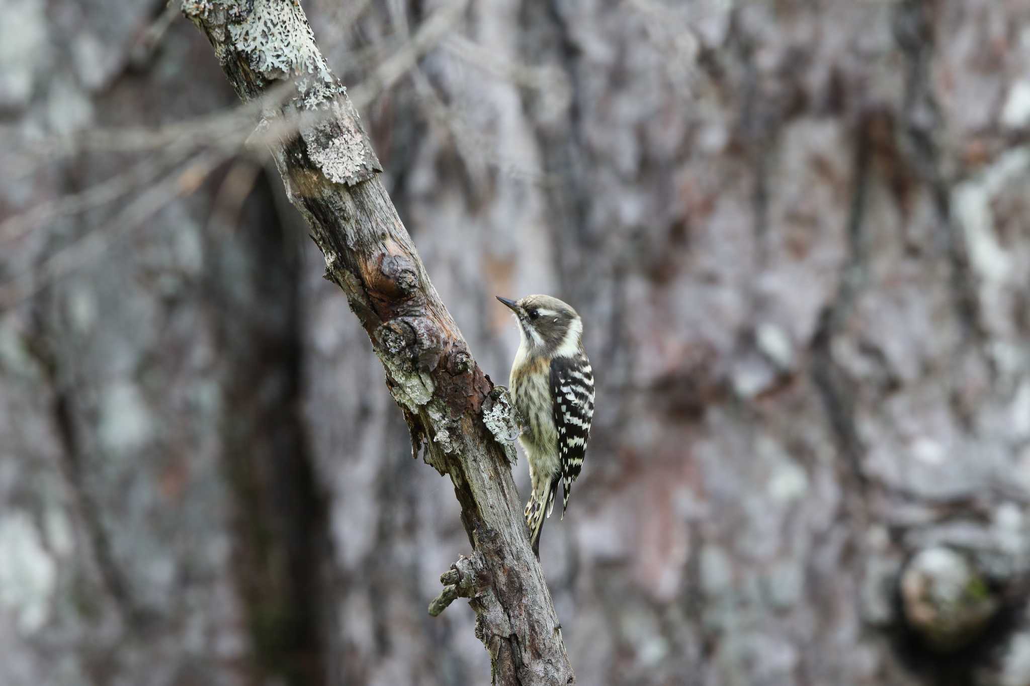 Japanese Pygmy Woodpecker