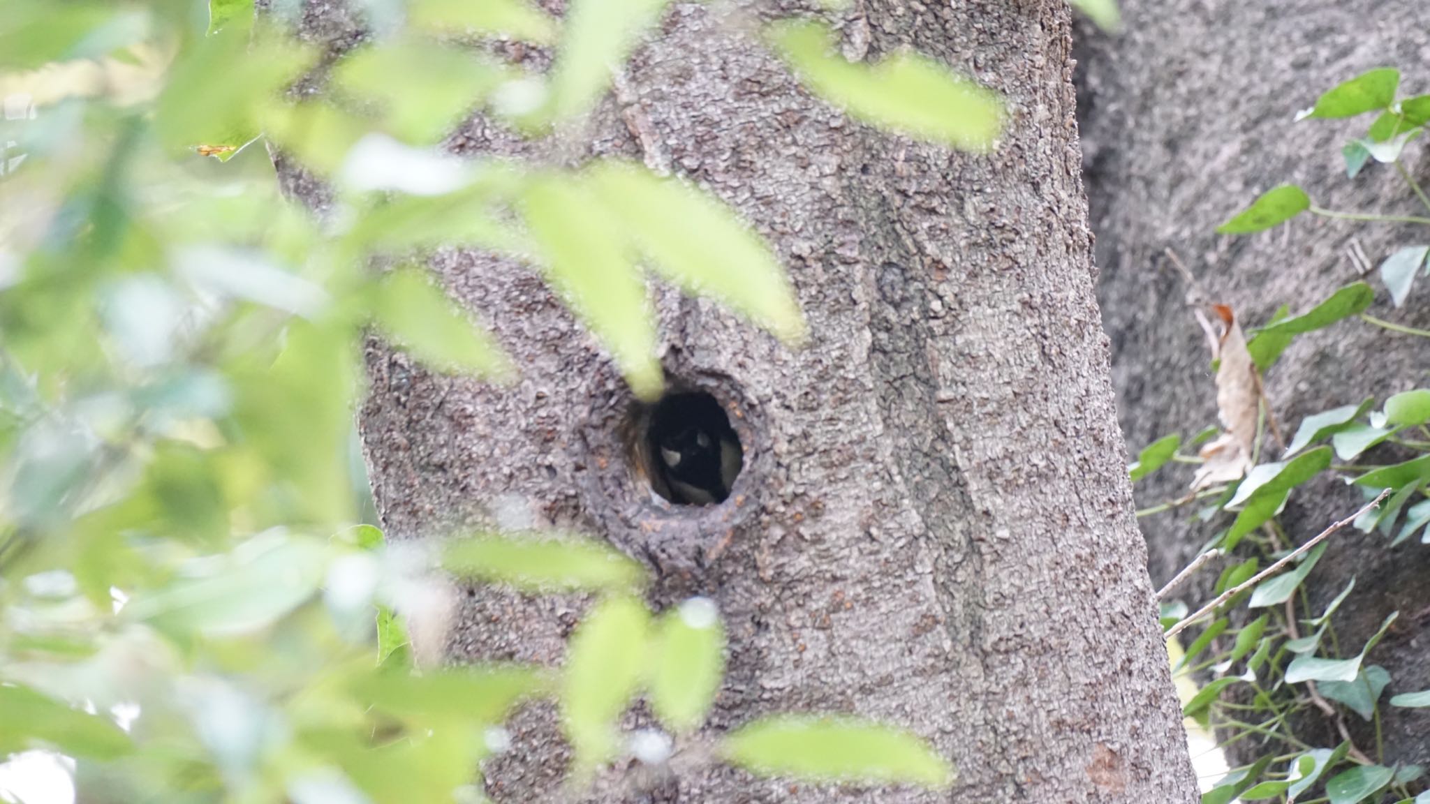 Japanese Tit