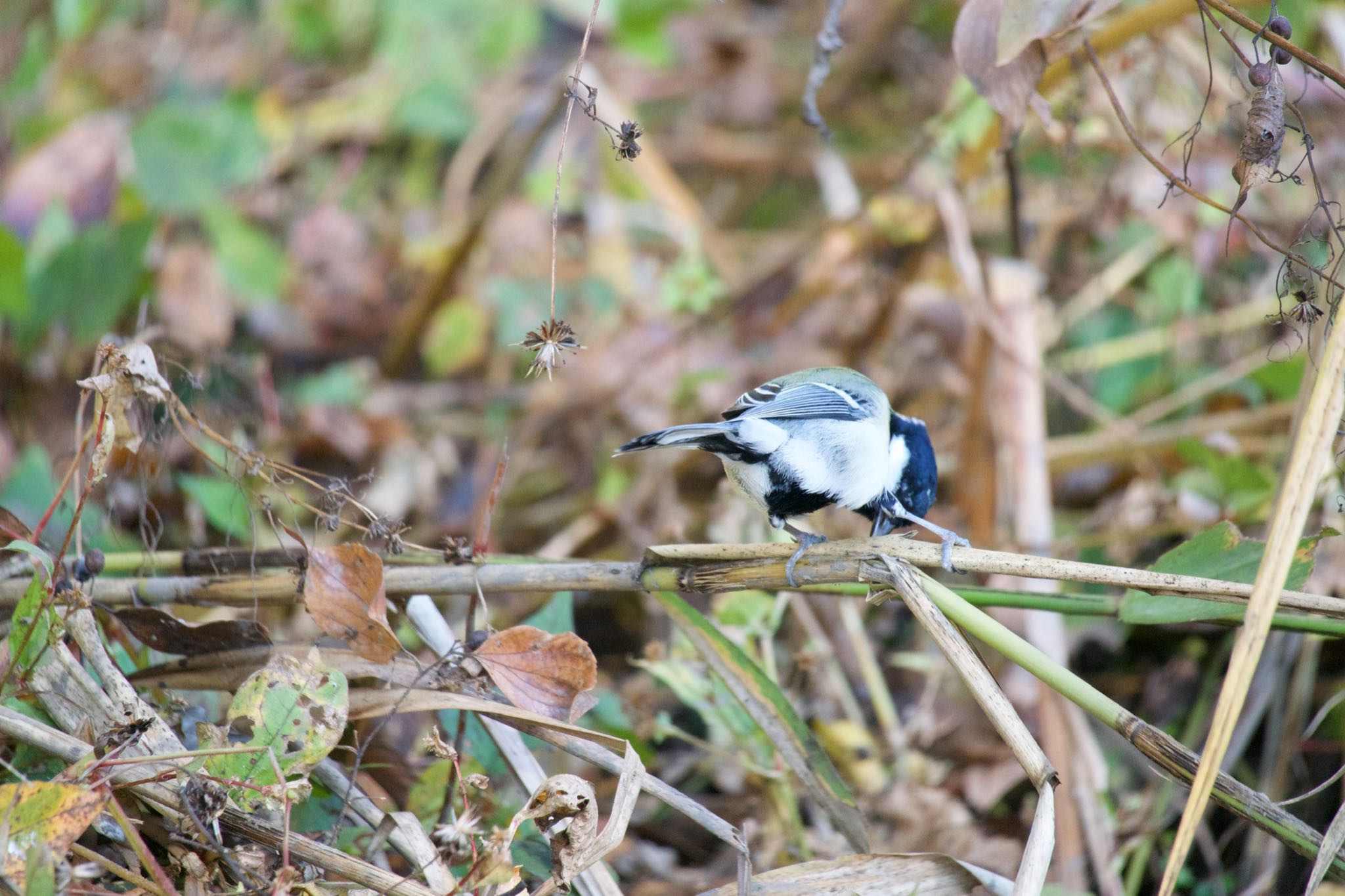 Japanese Tit