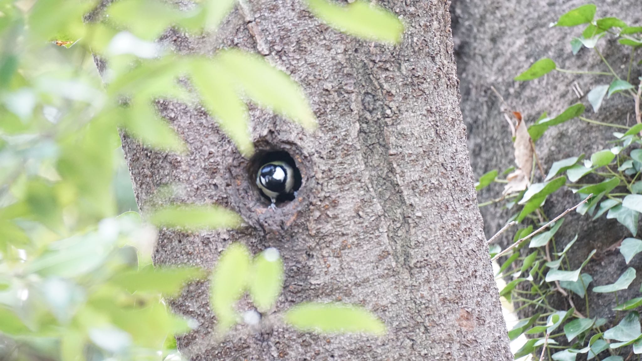 Japanese Tit