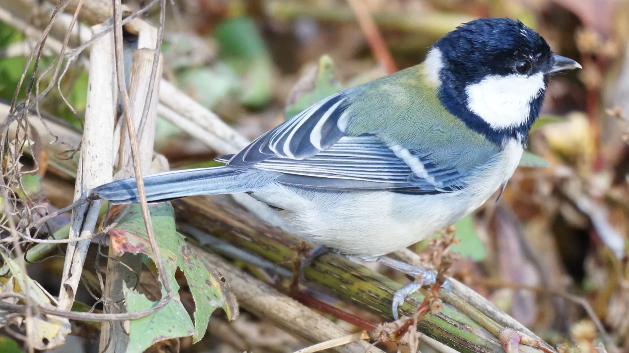 Japanese Tit