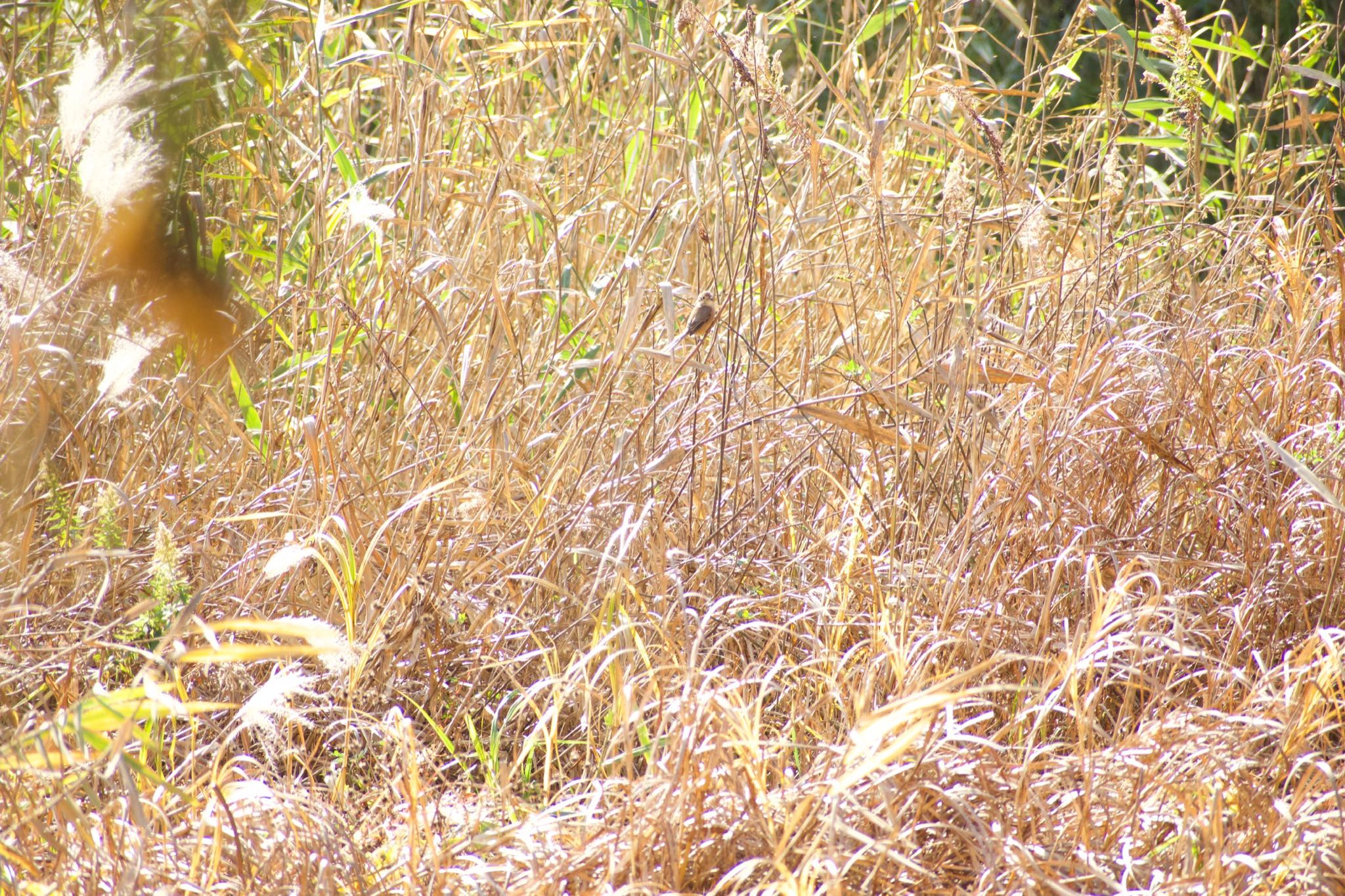 Photo of Bull-headed Shrike at Kitamoto Nature Observation Park by 鳥散歩