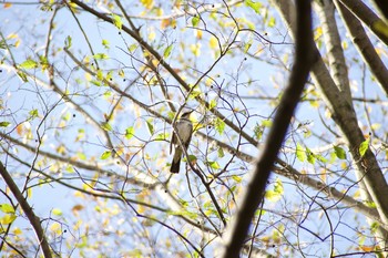 2020年11月22日(日) 北本自然観察公園の野鳥観察記録