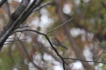 Red-flanked Bluetail Unknown Spots Sun, 11/22/2020