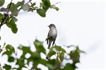 Dark-sided Flycatcher 東京都 Fri, 10/14/2016