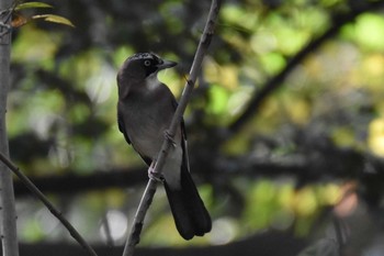 2020年11月22日(日) 井の頭公園の野鳥観察記録