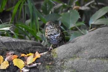 トラツグミ 井の頭公園 2020年11月22日(日)