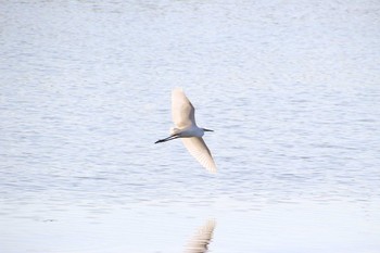 コサギ 葛西臨海公園 2020年11月15日(日)