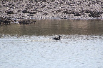 ウミウ 葛西臨海公園 2020年11月15日(日)