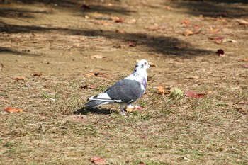 カワラバト 葛西臨海公園 2020年11月15日(日)