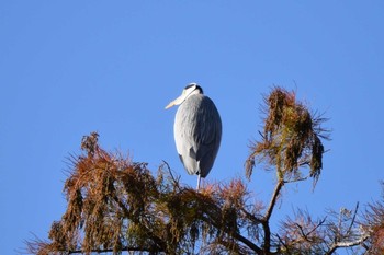 アオサギ 井の頭公園 2020年11月22日(日)