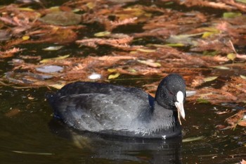 オオバン 井の頭公園 2020年11月22日(日)