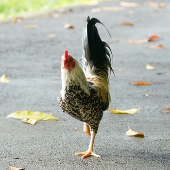 Red Junglefowl Venus Loop / Singapore Sun, 11/22/2020