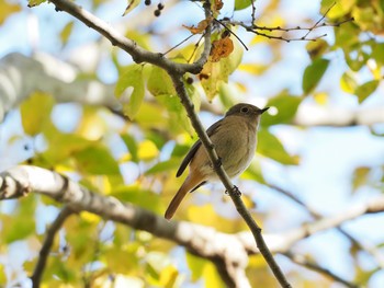 ルリビタキ 甲山森林公園 2020年11月21日(土)