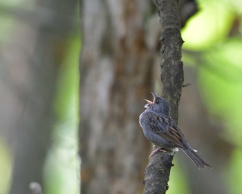 Grey Bunting Tamahara Wetland Sun, 7/10/2016