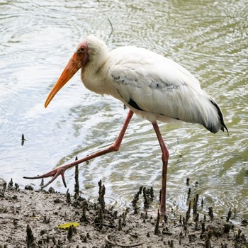 シロトキコウ Sungei Buloh Wetland Reserve 2020年11月22日(日)