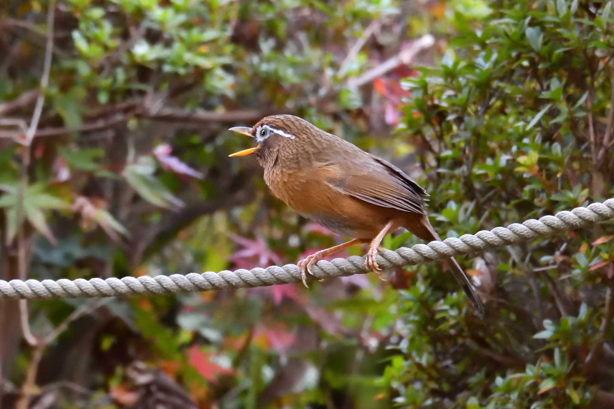 神奈川県 ガビチョウの写真 by Tosh@Bird