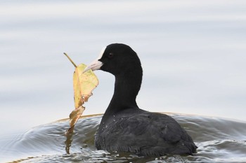 Eurasian Coot 旭公園 Wed, 11/18/2020