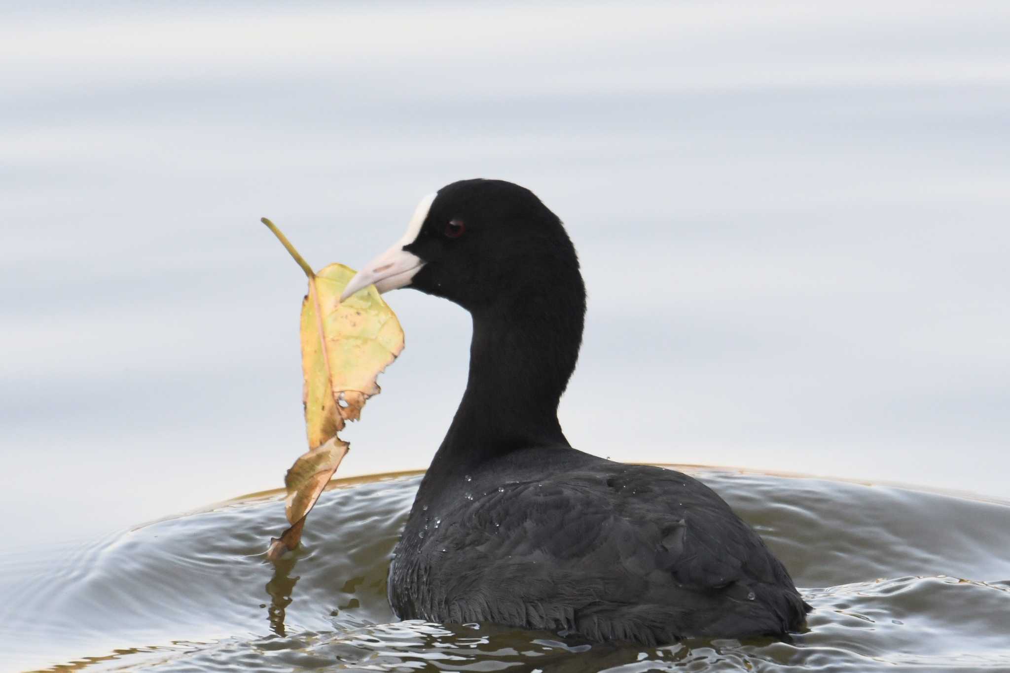 Eurasian Coot