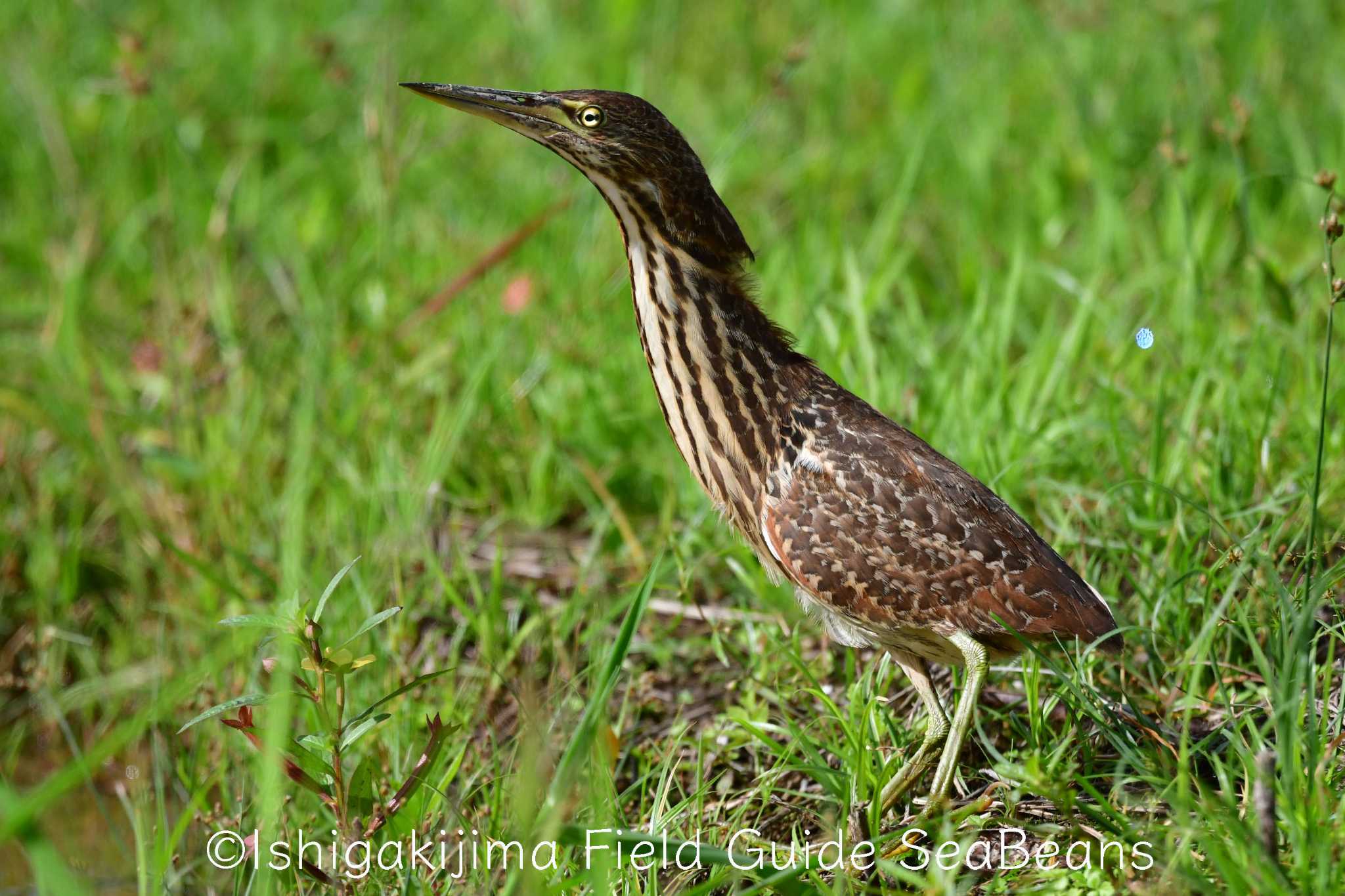 石垣島 リュウキュウヨシゴイの写真 by 石垣島バードウオッチングガイドSeaBeans