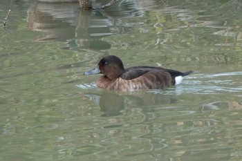 Baer's Pochard 勅使池(豊明市) Sun, 11/22/2020