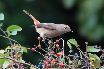 Daurian Redstart 勅使池(豊明市) Sun, 11/22/2020