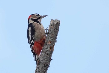 Great Spotted Woodpecker 勅使池(豊明市) Sun, 11/22/2020