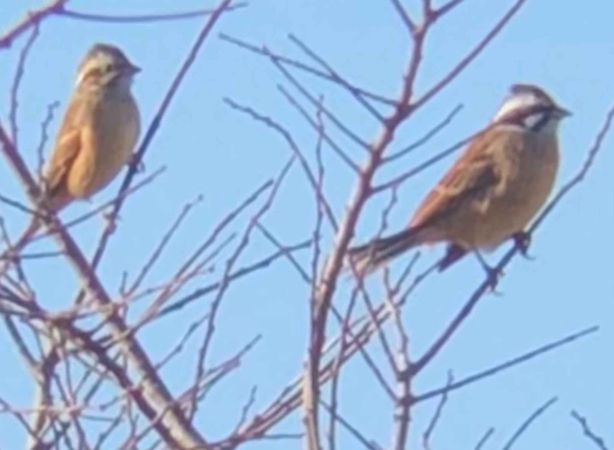 元荒川　天神前公園付近 ホオジロの写真