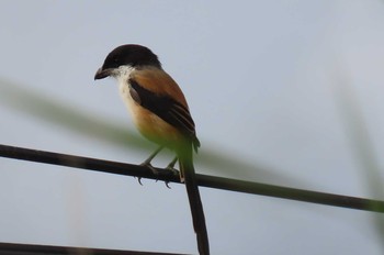 タカサゴモズ Doi Wiang Pha, Chiang Mai 2020年11月16日(月)