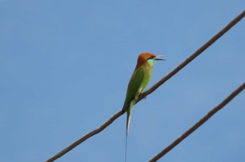 Asian Green Bee-eater Doi Wiang Pha National Park Mon, 11/16/2020